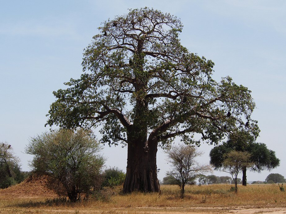 Tarangire