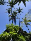 jardin Botanique tropical d'Hawaii