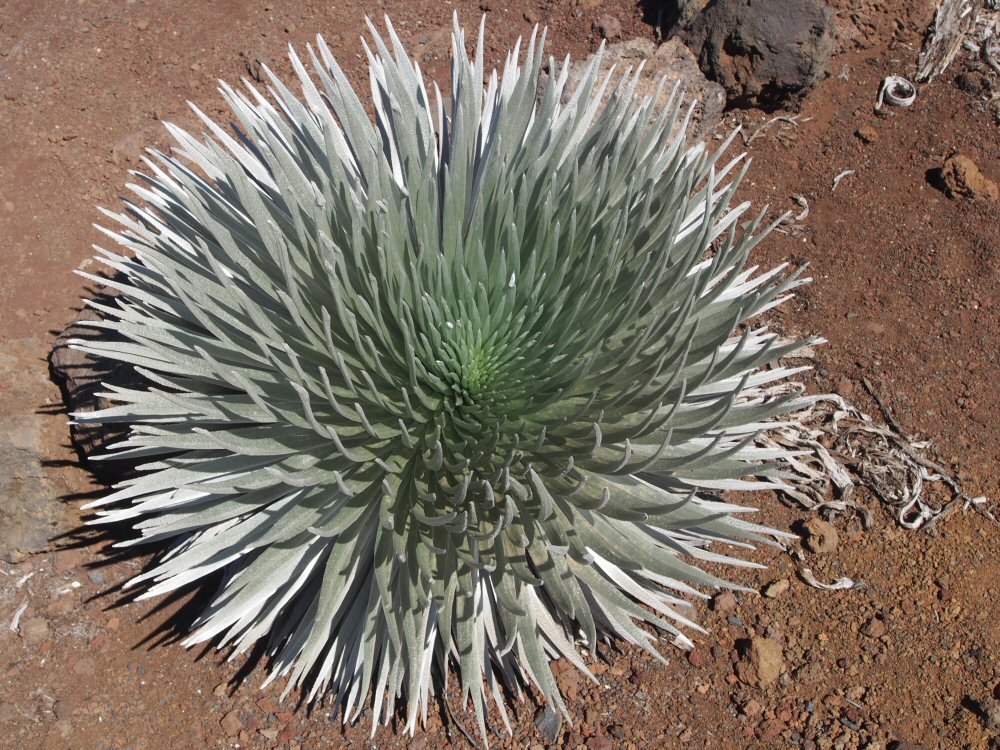 Ahinahina la plante endemique d'Haleakala