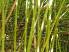 Bamboo par la