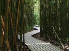 Bamboo de luxe