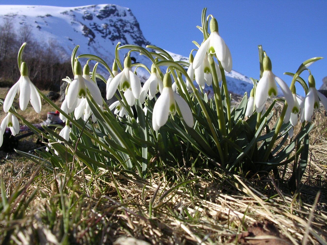 05 middagshornet 029