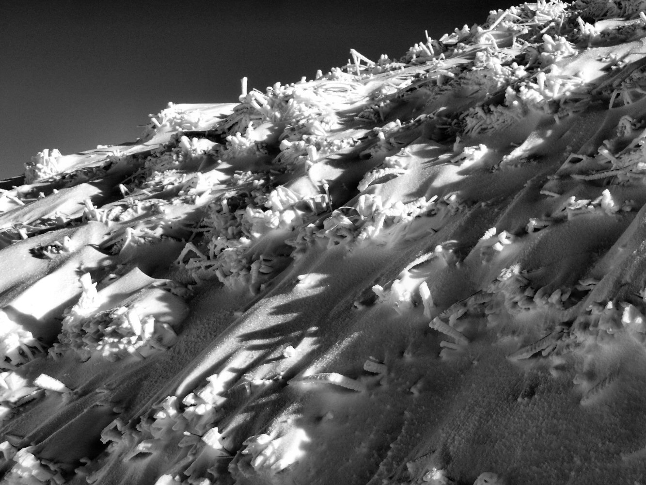 P2070004nb