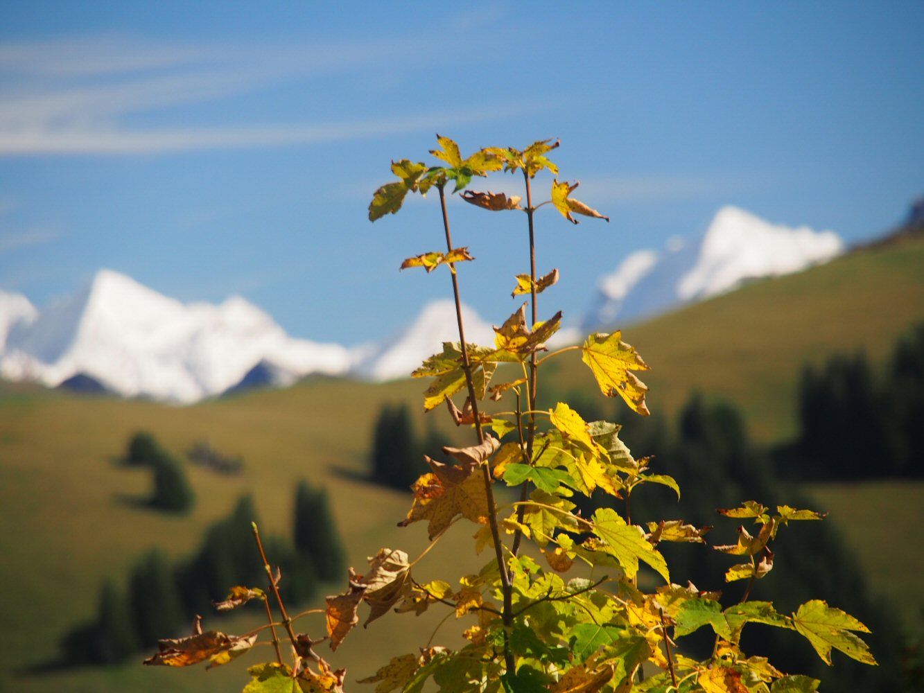 Pied la Glatt (Gast)