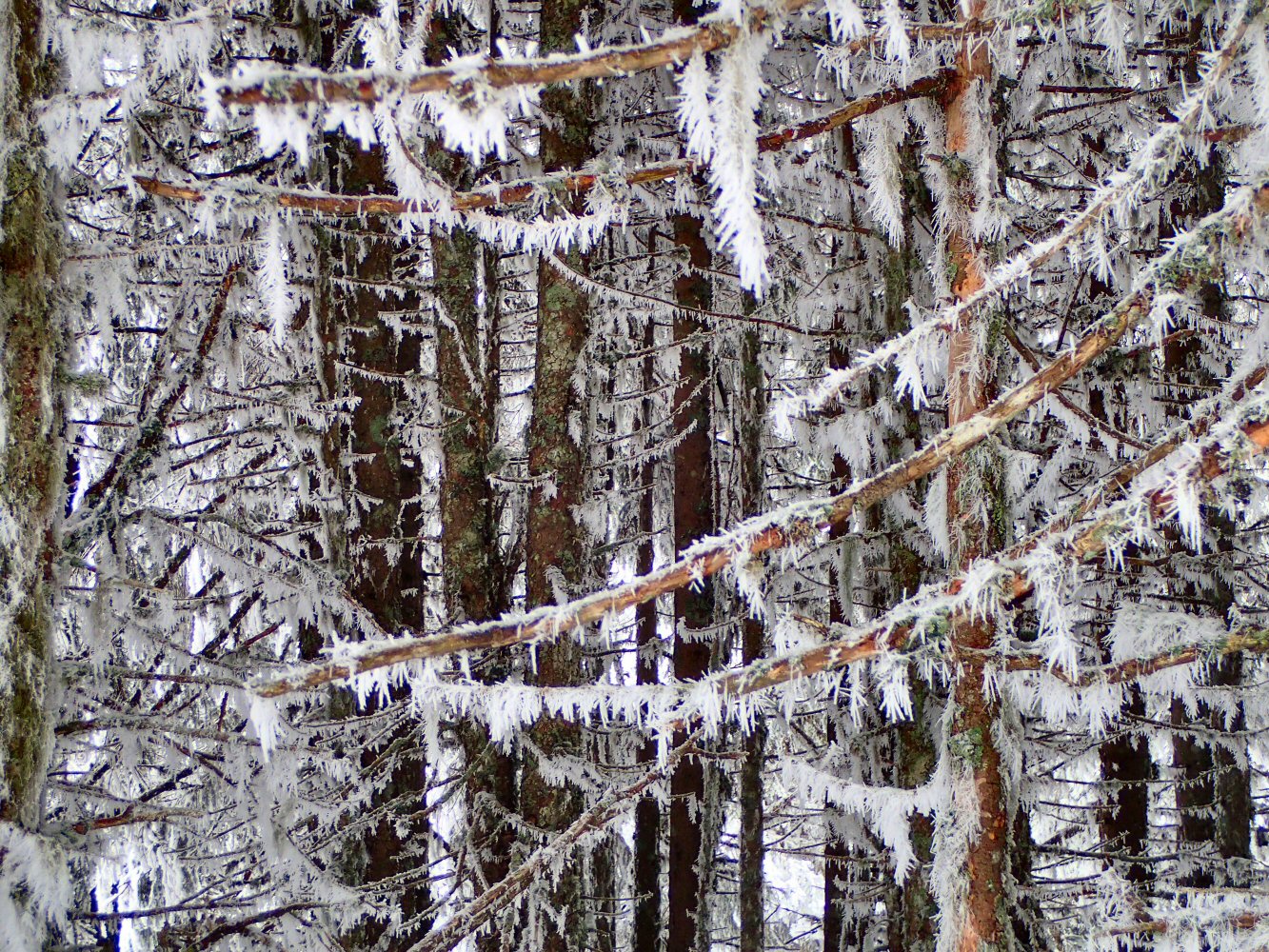 20250316 hundsrugg08