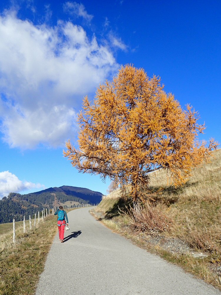 20251108 sarses PB080026