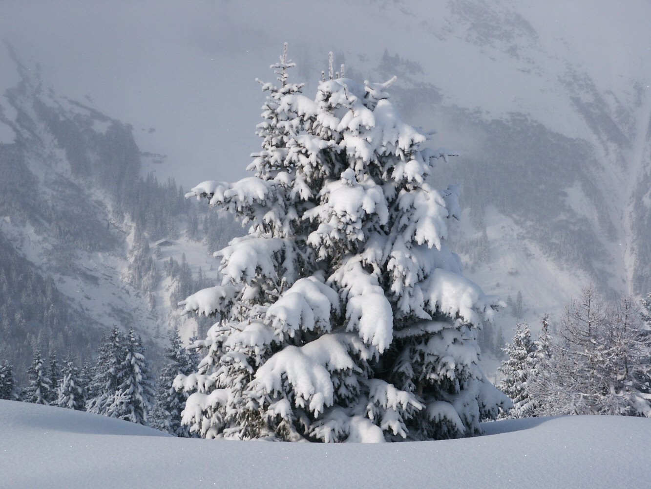 Walighürli sans heli